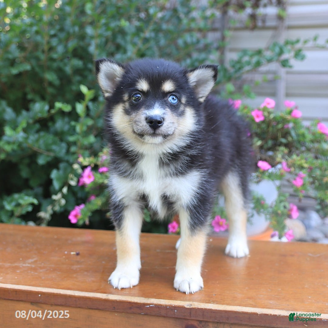 Pomsky dogs for sale: Abby - Image 4