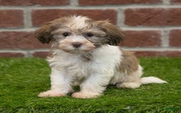 Havanese dogs for sale: Roscoe - Image 3