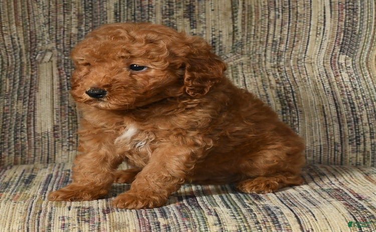 Mini Goldendoodle dogs for sale - Ad 1