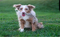 Mini Aussiedoodle dogs for sale: Wyatt - Image 6