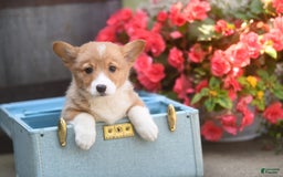 Welsh Corgi Pembroke dogs for sale: Armadillo - Image 3