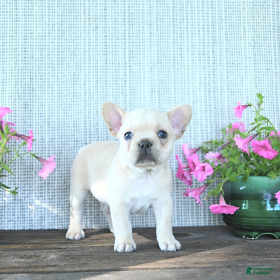 French Bulldog dogs for sale: Lily - Image 12