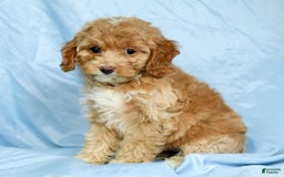 Cockapoo dogs for sale: Violet - Image 4