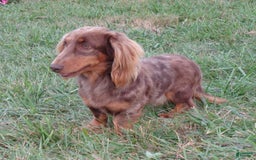 Miniature Dachshund dogs for sale: Skye - Image 14