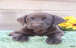Labrador Retriever dogs for sale: Bella - Image 2