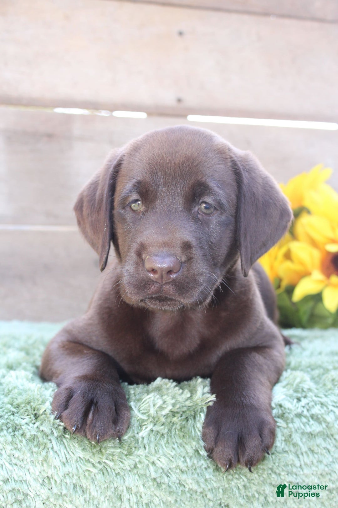Labrador Retriever dogs for sale: Bella - Image 2