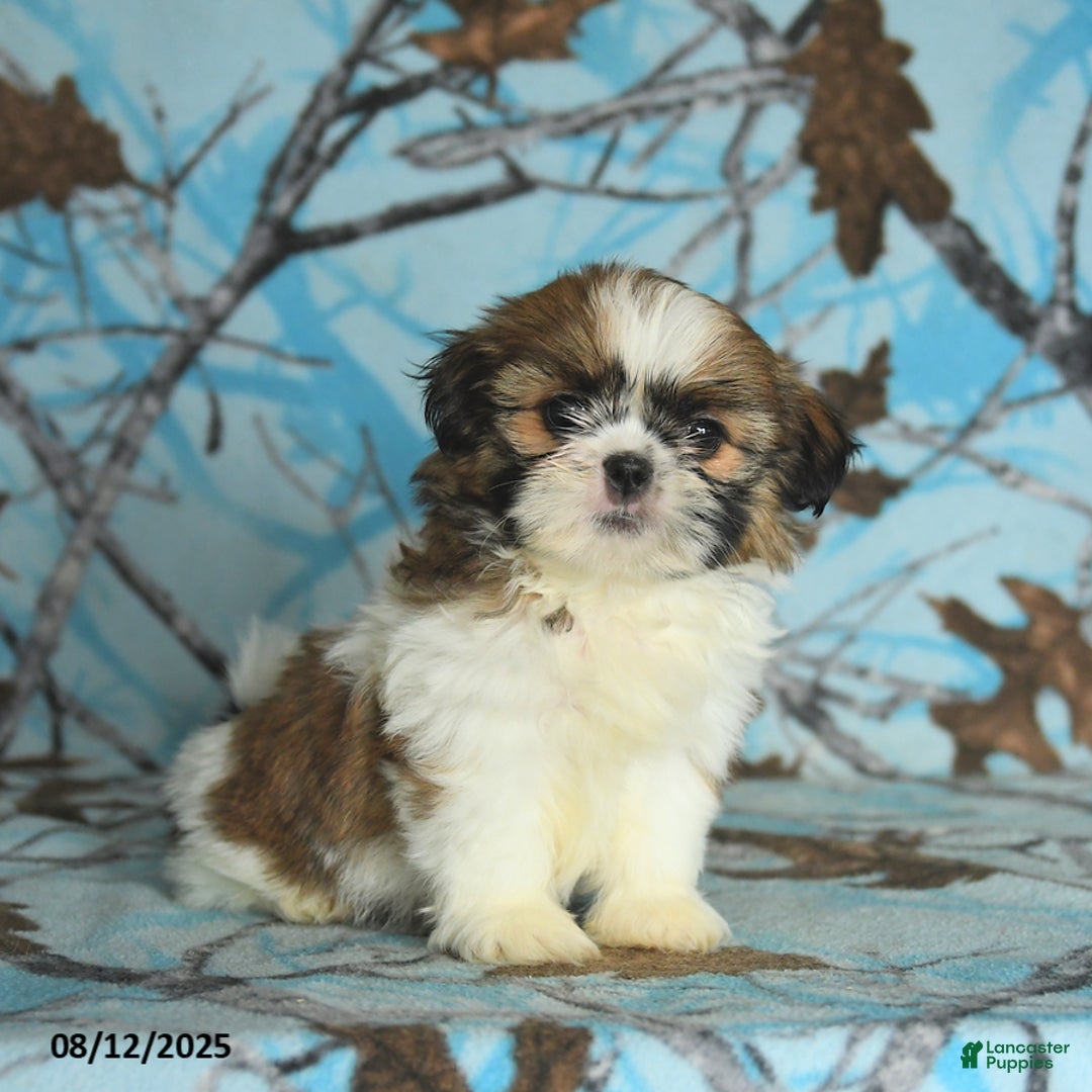 Shih Tzu dogs for sale: Sahara - Image 2