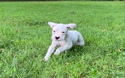 Boxer dogs for sale: Scott - Image 8