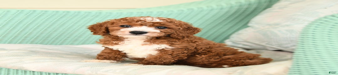 Felix