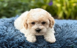 Bichpoo dogs for sale: Simon - Image 8