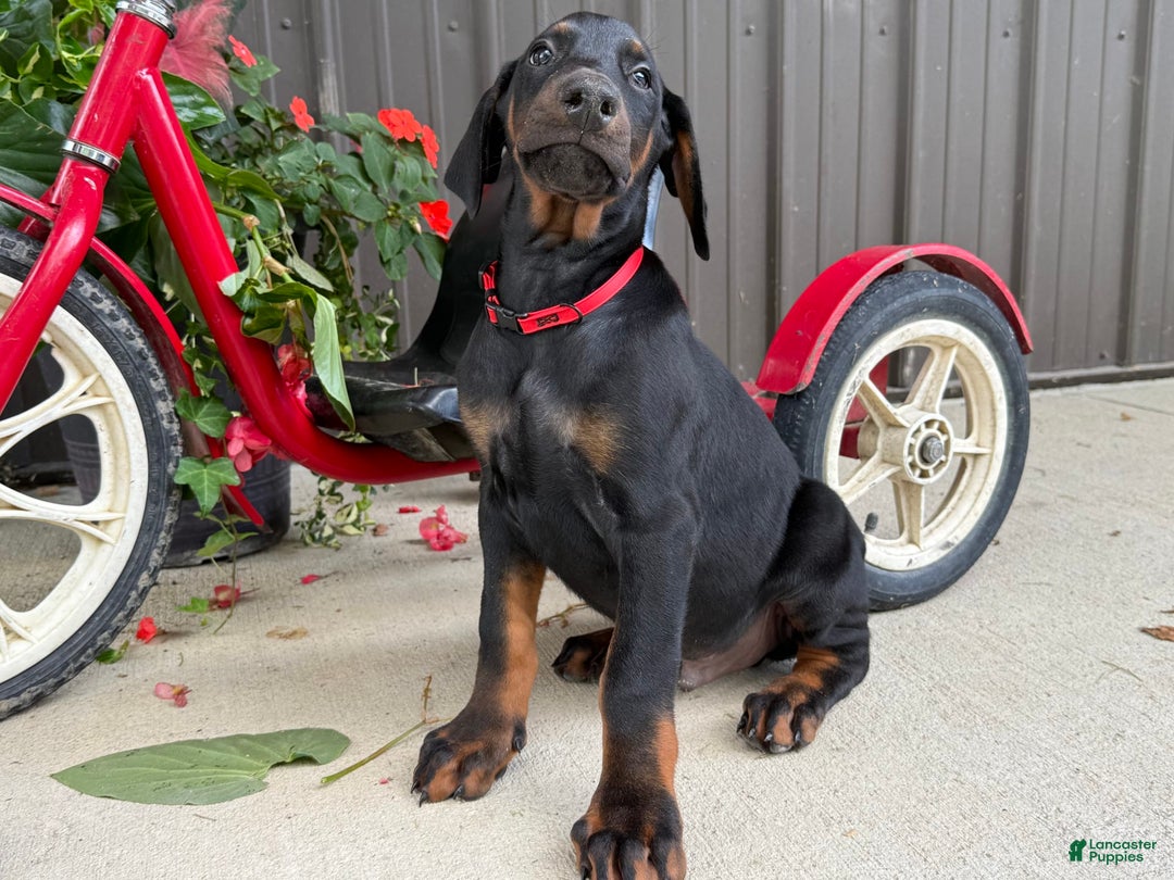 Doberman Pinscher dogs for sale: Max - Image 2