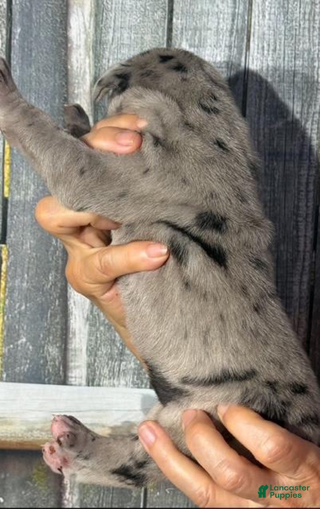 Great Dane dogs for sale: Kim - Black Merle - Image 4