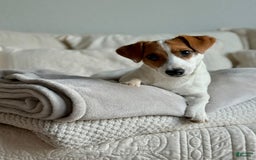 Jack Russell Terrier dogs for sale: Badger - Image 5