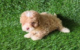 Miniature Poodle dogs for sale: Peanut - Image 4