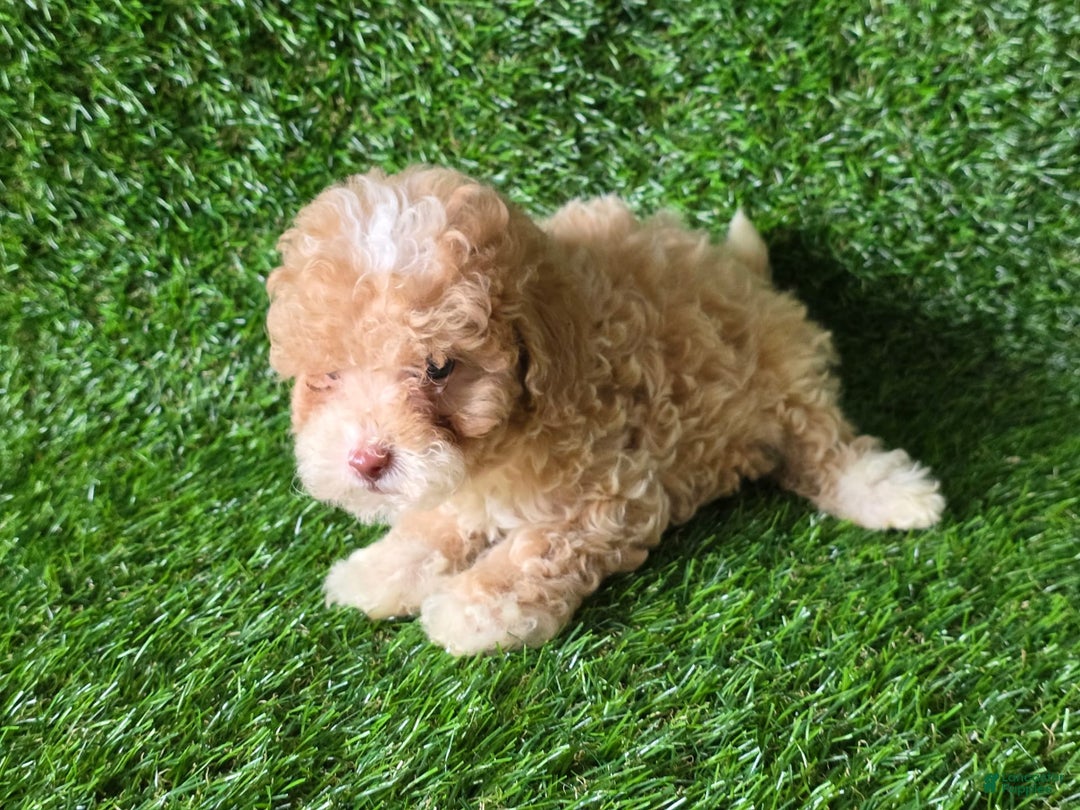 Miniature Poodle dogs for sale: Peanut - Image 4
