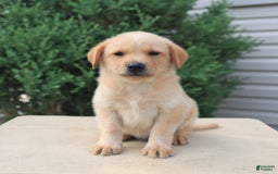 Labrador Retriever dogs for sale: Labrador Retriever 8 puppies - Image 5