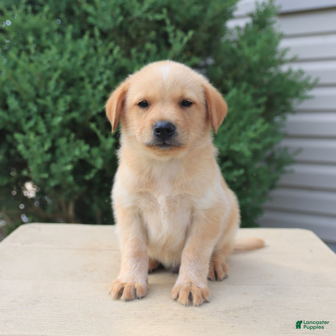 Labrador Retriever dogs for sale: Labrador Retriever 8 puppies - Image 5