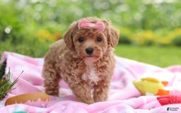 Havapoo dogs for sale: Tabby - Image 7