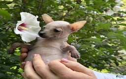 Chihuahua dogs for sale: Splinter - Image 3
