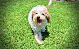 Havapoo dogs for sale: Vegas - Image 18