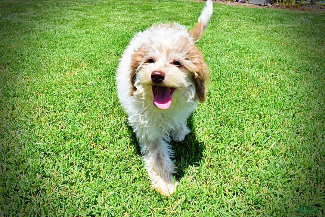 Havapoo dogs for sale: Vegas - Image 18