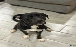 American Bully dogs for sale: Trixie - Image 3