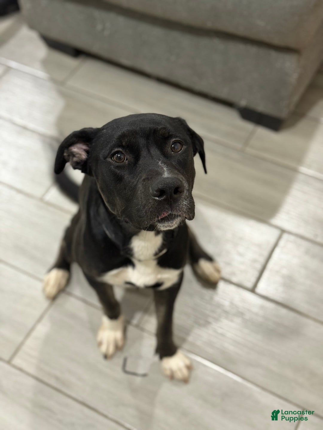 American Bully dogs for sale: Trixie - Image 3