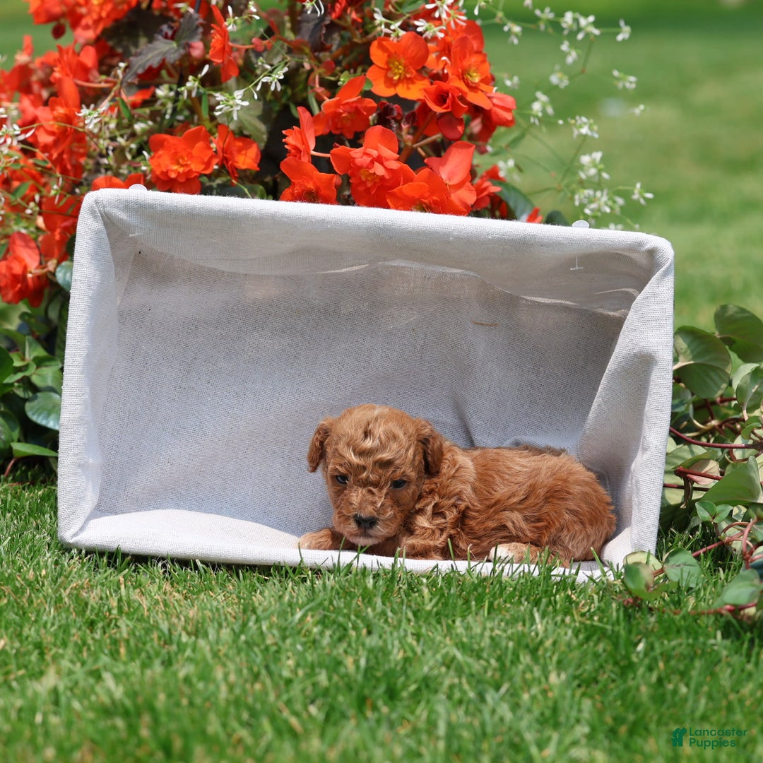 Toy Poodle dogs for sale: Ellie - Image 16
