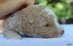 Standard Poodle dogs for sale: London Moyen - Image 8