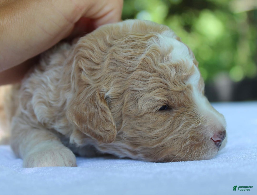 Standard Poodle dogs for sale: London Moyen - Image 8