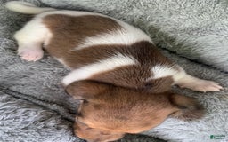 Miniature Dachshund dogs for sale: Baby Cooper - Image 5
