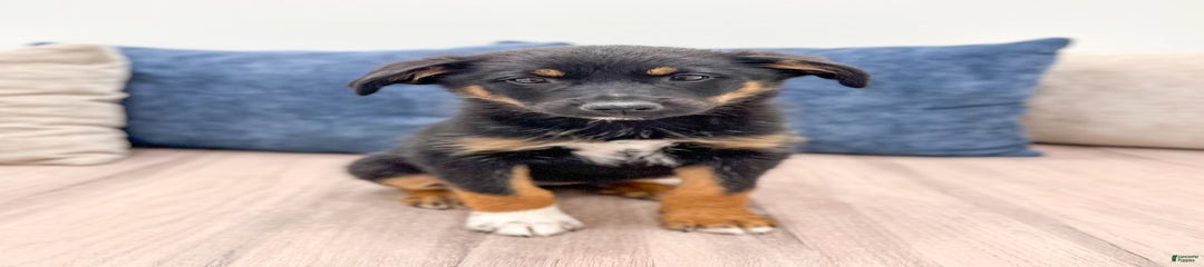 Mia