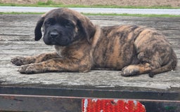English Mastiff dogs for sale: Roxie - Image 4