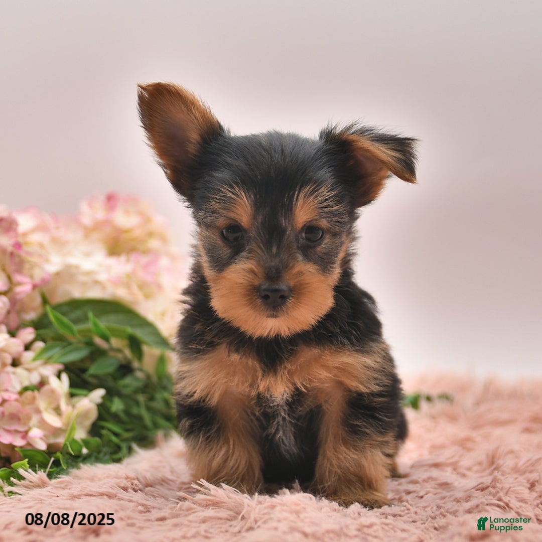 Yorkshire Terrier dogs for sale: Ricky - Image 4