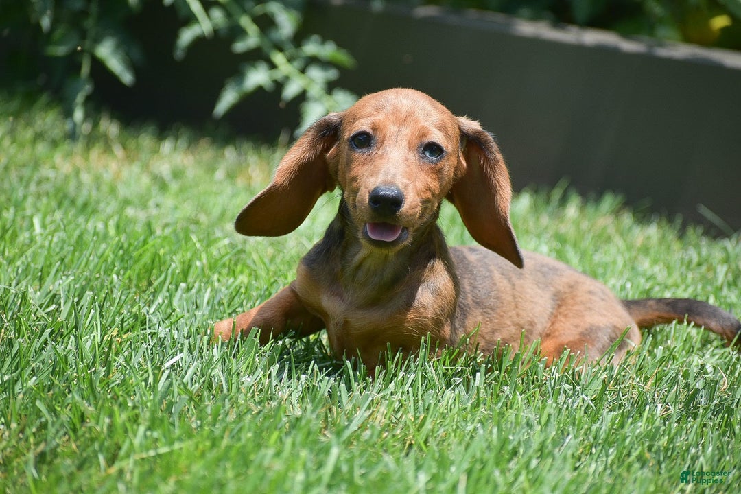 Dachshund dogs for sale: Bella - Image 14