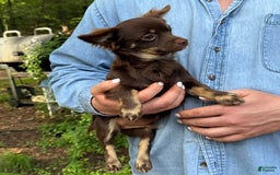 Chihuahua dogs for sale: Hershey - Image 4