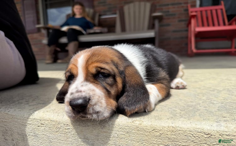 Basset Hound dogs - Advert 13