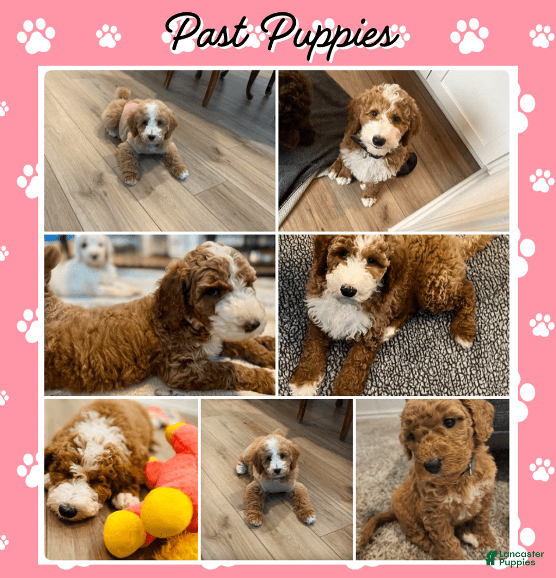 Mini Goldendoodle dogs for sale: Vanilla Bean - Image 3