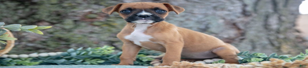 Fiona