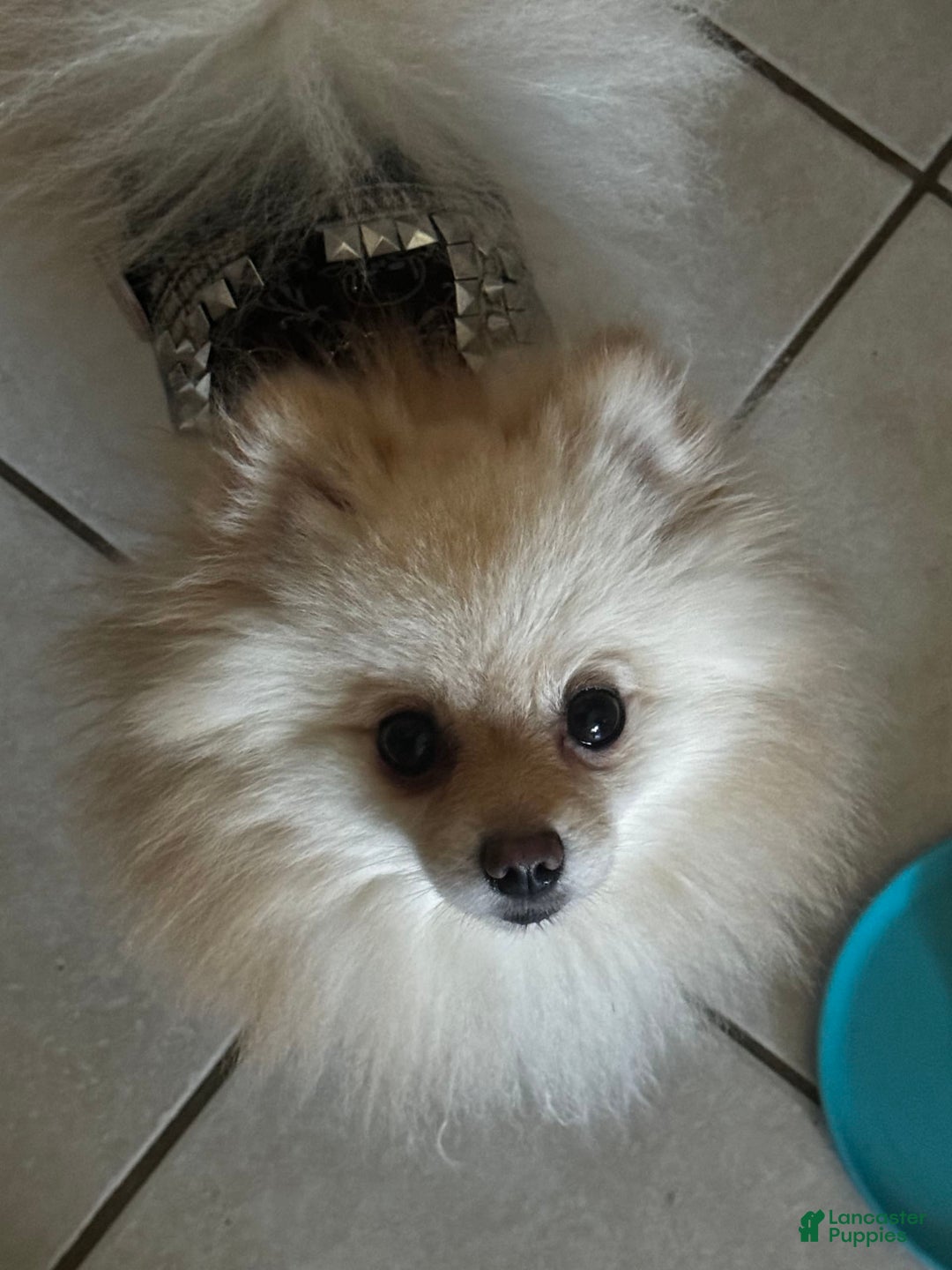 Pomeranian dogs for sale: Number 3 - Image 4