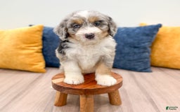 Mini Bernedoodle dogs for sale: Ava - Image 1