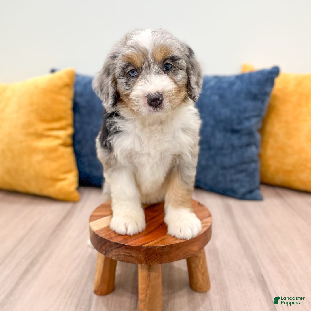 Mini Bernedoodle dogs for sale: Ava - Image 1