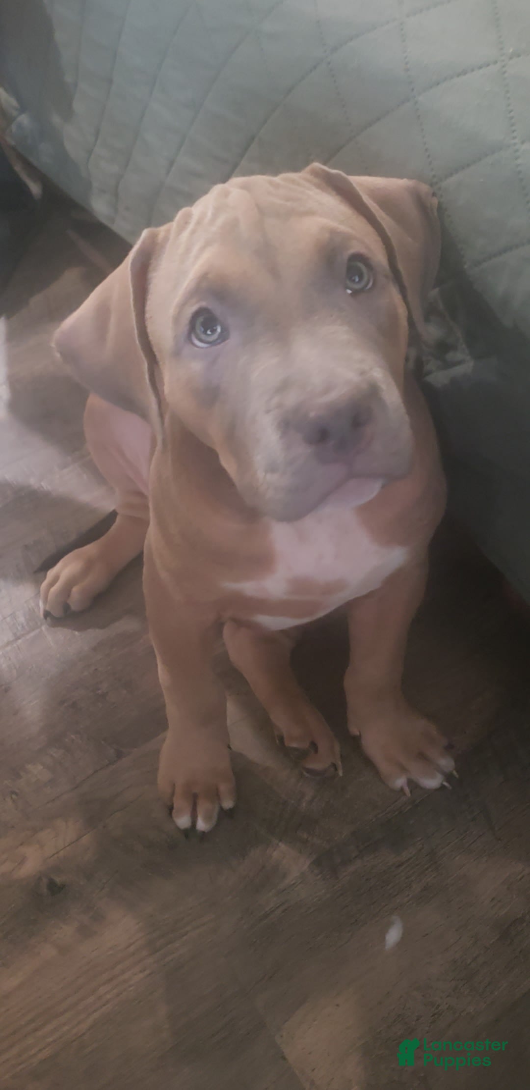 American Bully dogs for sale: Big Hoss - Image 91