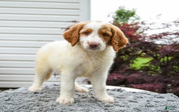 Goldendoodle dogs for sale: Cappuccino - Image 5