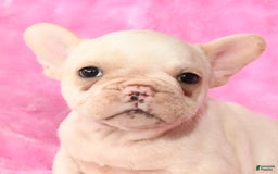 French Bulldog dogs for sale: Bella - Image 2