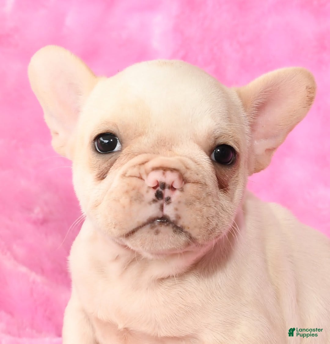 French Bulldog dogs for sale: Bella - Image 2