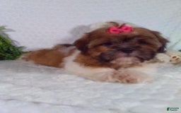 Shih Tzu dogs for sale: Hazel - Image 2
