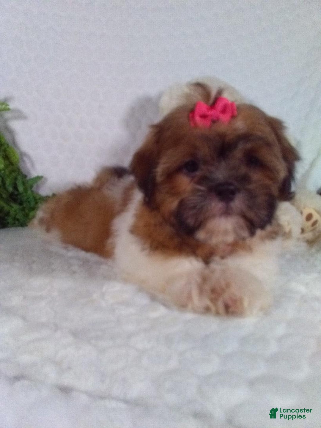 Shih Tzu dogs for sale: Hazel - Image 2