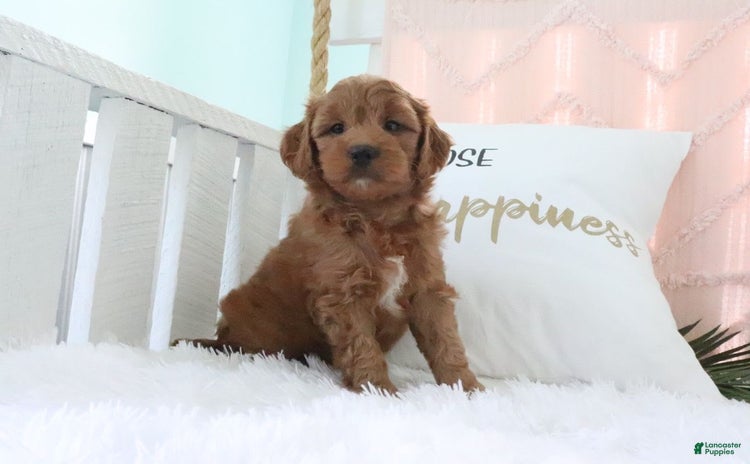 Mini Goldendoodle dogs for sale - Ad 1