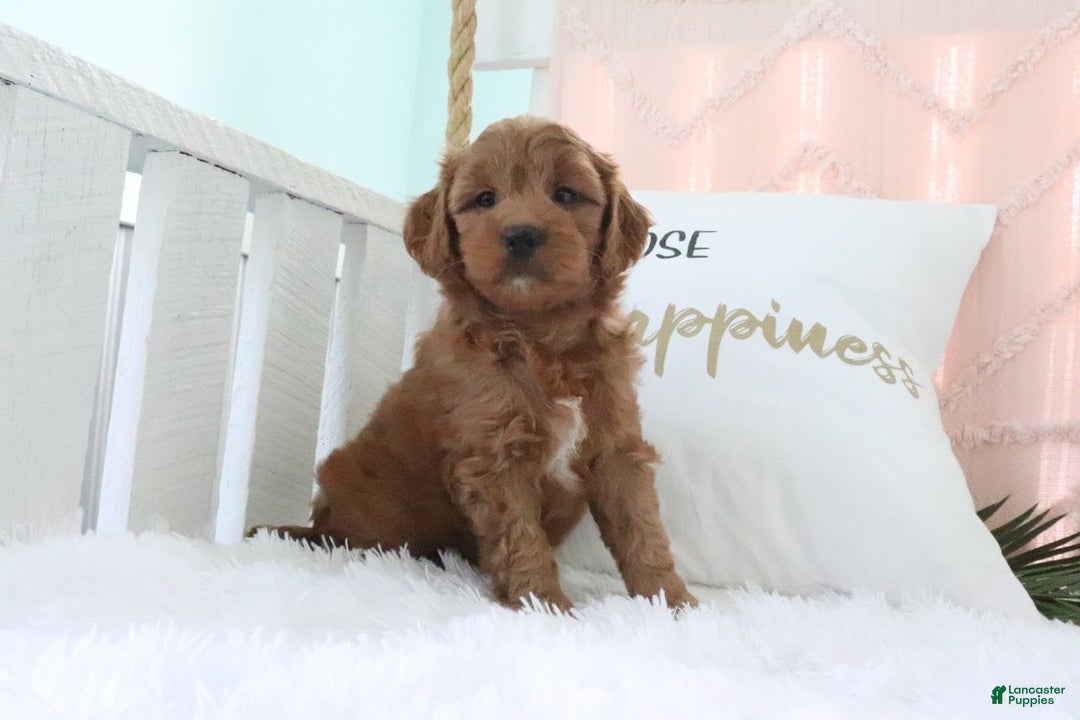 Mini Goldendoodle dogs for sale: Oakley - Image 1